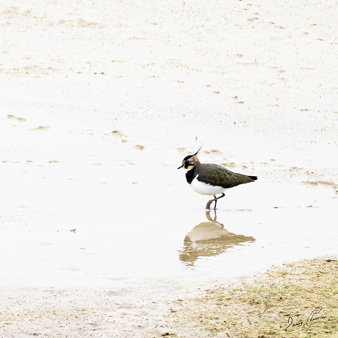 Vanneau huppé dans une vasière